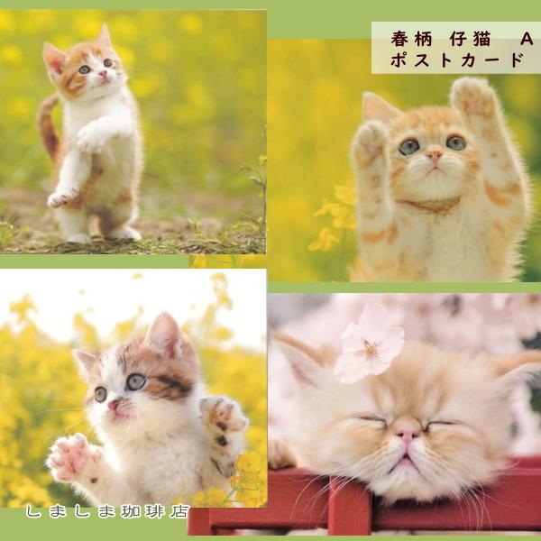 春柄仔猫ポストカードA 猫はがき 1枚 CAT ねこ 【レターパックプラス可40個まで・レターパックライト可20個まで・メール便可10個まで】A | 