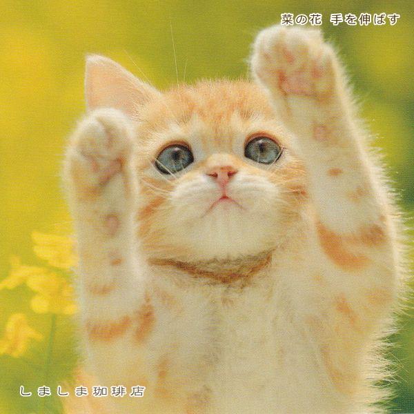 春柄仔猫ポストカードA 猫はがき 1枚 CAT ねこ 【レターパックプラス可40個まで・レターパックライト可20個まで・メール便可10個まで】A |  | 08