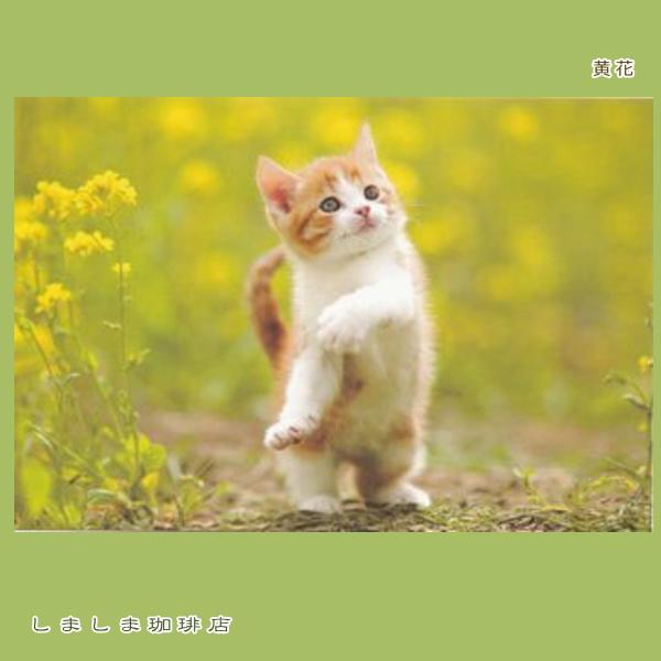 春柄仔猫ポストカードA 猫はがき 1枚 CAT ねこ 【レターパックプラス可40個まで・レターパックライト可20個まで・メール便可10個まで】A |  | 01