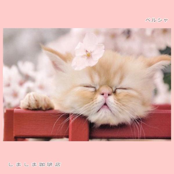 春柄仔猫ポストカードA 猫はがき 1枚 CAT ねこ 【レターパックプラス可40個まで・レターパックライト可20個まで・メール便可10個まで】A |  | 02