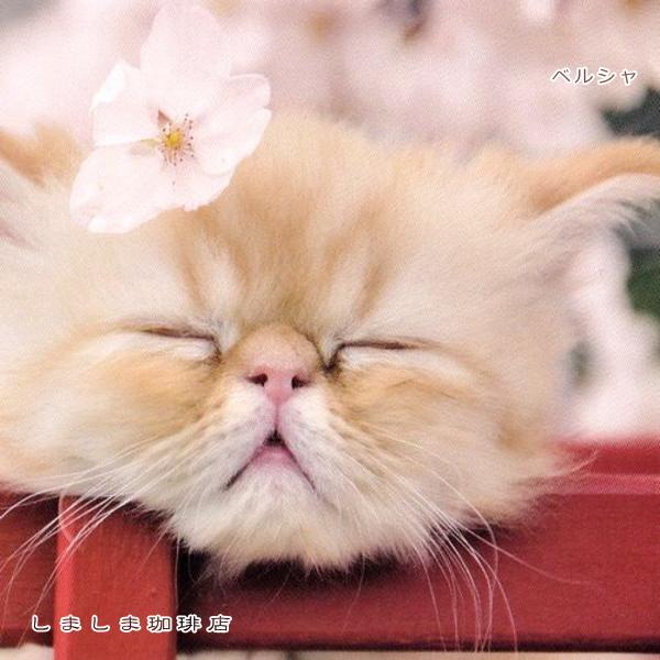 春柄仔猫ポストカードA 猫はがき 1枚 CAT ねこ 【レターパックプラス可40個まで・レターパックライト可20個まで・メール便可10個まで】A |  | 05