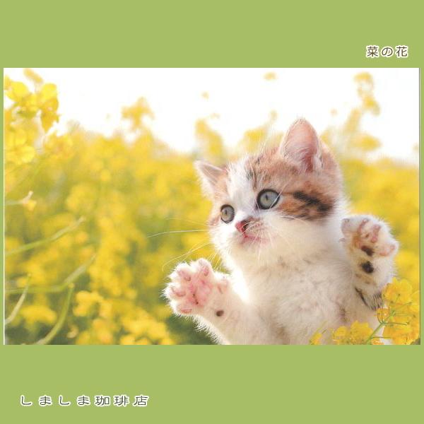 春柄仔猫ポストカードA 猫はがき 1枚 CAT ねこ 【レターパックプラス可40個まで・レターパックライト可20個まで・メール便可10個まで】A |  | 03