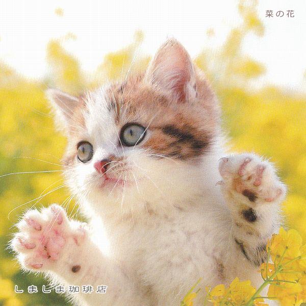 春柄仔猫ポストカードA 猫はがき 1枚 CAT ねこ 【レターパックプラス可40個まで・レターパックライト可20個まで・メール便可10個まで】A |  | 06