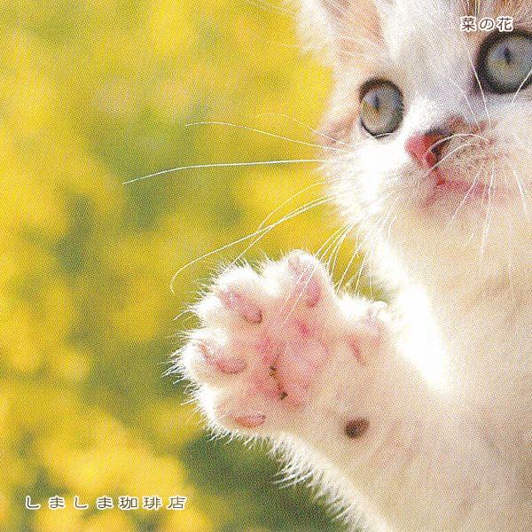 春柄仔猫ポストカードA 猫はがき 1枚 CAT ねこ 【レターパックプラス可40個まで・レターパックライト可20個まで・メール便可10個まで】A |  | 07