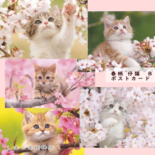 春柄仔猫ポストカードB 猫はがき 1枚 CAT ねこ 【レターパックプラス可40個まで・レターパックライト可20個まで・メール便可10個まで】A | 