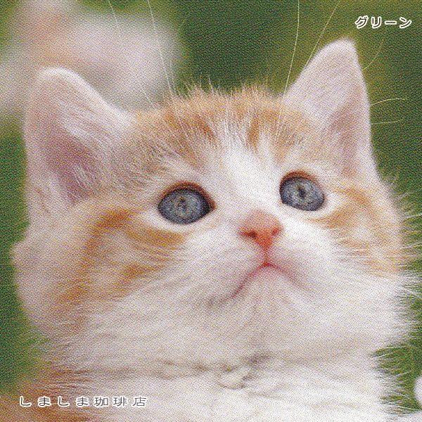春柄仔猫ポストカードB 猫はがき 1枚 CAT ねこ 【レターパックプラス可40個まで・レターパックライト可20個まで・メール便可10個まで】A |  | 11