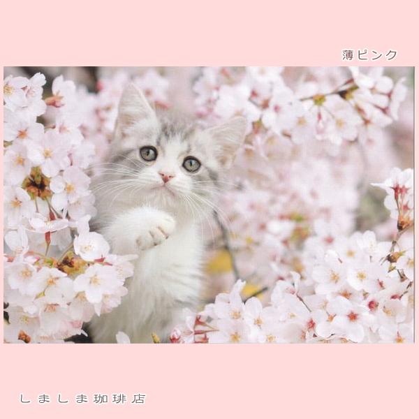 春柄仔猫ポストカードB 猫はがき 1枚 CAT ねこ 【レターパックプラス可40個まで・レターパックライト可20個まで・メール便可10個まで】A |  | 05