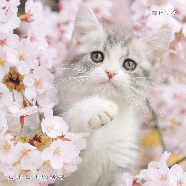 春柄仔猫ポストカードB 猫はがき 1枚 CAT ねこ 【レターパックプラス可40個まで・レターパックライト可20個まで・メール便可10個まで】A |  | 12