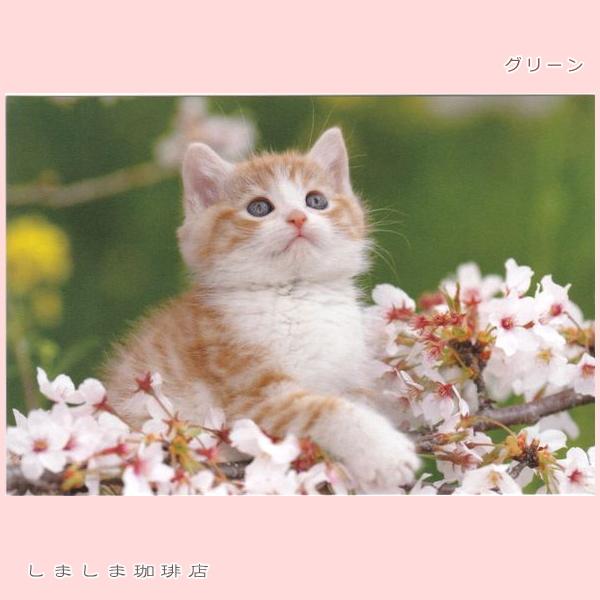 春柄仔猫ポストカードB 猫はがき 1枚 CAT ねこ 【レターパックプラス可40個まで・レターパックライト可20個まで・メール便可10個まで】A |  | 04