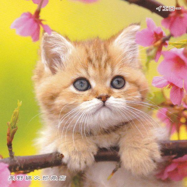 春柄仔猫ポストカードB 猫はがき 1枚 CAT ねこ 【レターパックプラス可40個まで・レターパックライト可20個まで・メール便可10個まで】A |  | 06