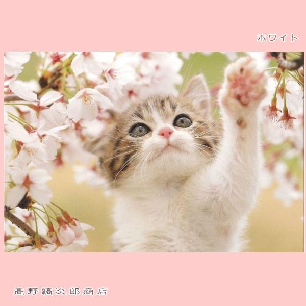 春柄仔猫ポストカードB 猫はがき 1枚 CAT ねこ 【レターパックプラス可40個まで・レターパックライト可20個まで・メール便可10個まで】A |  | 02
