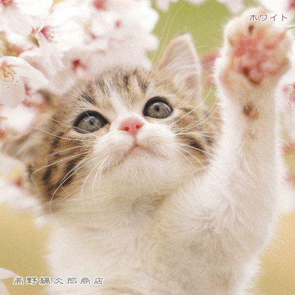 春柄仔猫ポストカードB 猫はがき 1枚 CAT ねこ 【レターパックプラス可40個まで・レターパックライト可20個まで・メール便可10個まで】A |  | 07