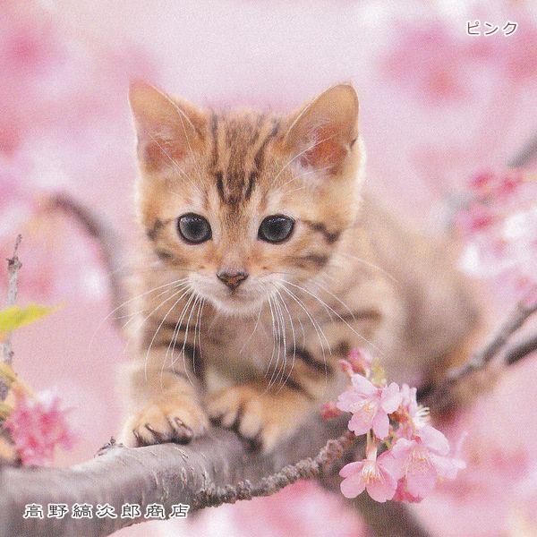 春柄仔猫ポストカードB 猫はがき 1枚 CAT ねこ 【レターパックプラス可40個まで・レターパックライト可20個まで・メール便可10個まで】A |  | 08
