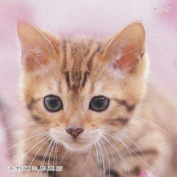 春柄仔猫ポストカードB 猫はがき 1枚 CAT ねこ 【レターパックプラス可40個まで・レターパックライト可20個まで・メール便可10個まで】A |  | 09
