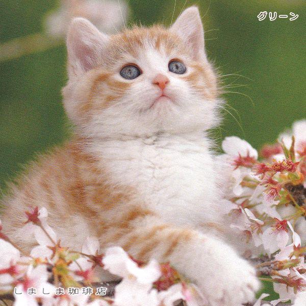 春柄仔猫ポストカードB 猫はがき 1枚 CAT ねこ 【レターパックプラス可40個まで・レターパックライト可20個まで・メール便可10個まで】A |  | 10