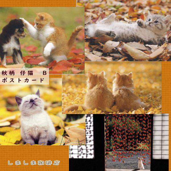 秋柄仔猫ポストカードB  猫はがき１枚 猫【レターパックプラス可40個まで・レターパックライト可20個まで・メール便可10個まで】A | 