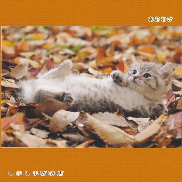 秋柄仔猫ポストカードB  猫はがき１枚 猫【レターパックプラス可40個まで・レターパックライト可20個まで・メール便可10個まで】A |  | 01