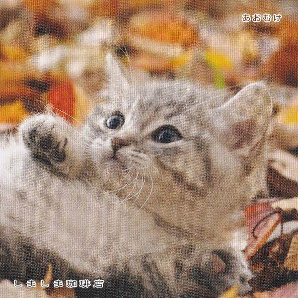 秋柄仔猫ポストカードB  猫はがき１枚 猫【レターパックプラス可40個まで・レターパックライト可20個まで・メール便可10個まで】A |  | 06