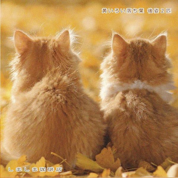 秋柄仔猫ポストカードB  猫はがき１枚 猫【レターパックプラス可40個まで・レターパックライト可20個まで・メール便可10個まで】A |  | 08