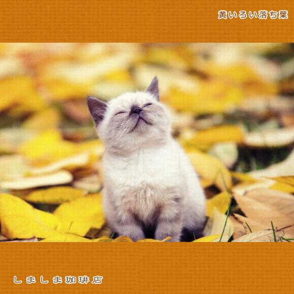 秋柄仔猫ポストカードB  猫はがき１枚 猫【レターパックプラス可40個まで・レターパックライト可20個まで・メール便可10個まで】A |  | 04