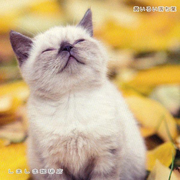 秋柄仔猫ポストカードB  猫はがき１枚 猫【レターパックプラス可40個まで・レターパックライト可20個まで・メール便可10個まで】A |  | 09