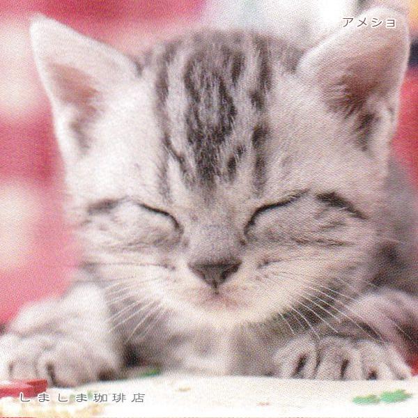 クリスマス仔猫ポストカード１枚  猫 はがき【レターパックプラス可40個まで・レターパックライト可20個まで・メール便可10個まで】A |  | 12
