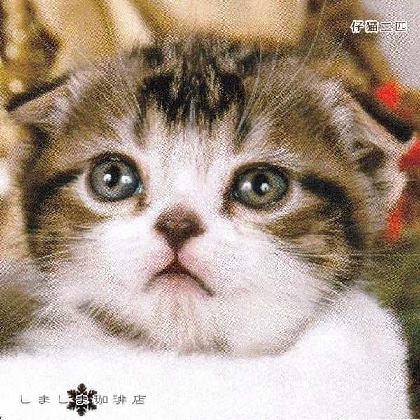 クリスマス仔猫ポストカード１枚  猫 はがき【レターパックプラス可40個まで・レターパックライト可20個まで・メール便可10個まで】A |  | 15