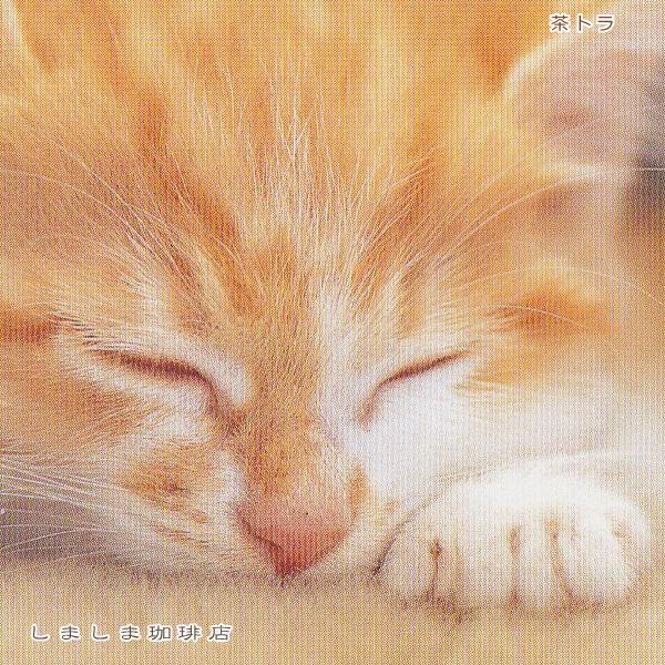 クリスマス仔猫ポストカード１枚  猫 はがき【レターパックプラス可40個まで・レターパックライト可20個まで・メール便可10個まで】A |  | 07