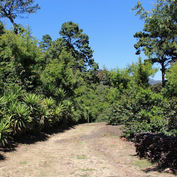 サンタカタリーナ農園/ミディアムロースト/グァテマラ【コーヒー豆 200g】【レターパックプラス可4個まで】【レターパックライト可2個まで】D |  | 12