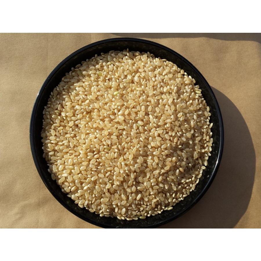 コシヒカリ お米 10kg 玄米 玄米食用 令和7年産 2025年産 石川県白山市