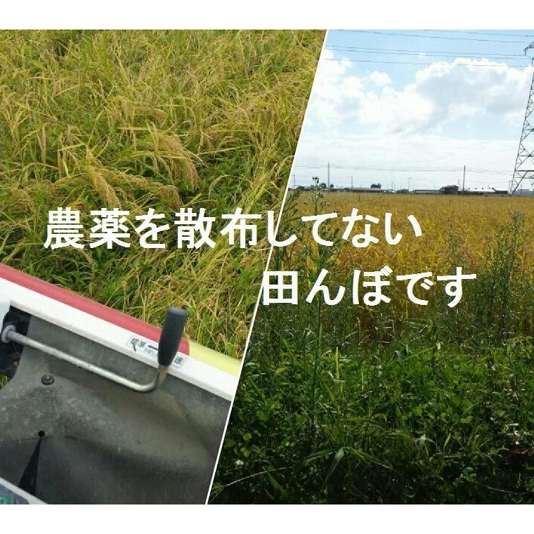 お米 20kg 玄米 コシヒカリ 玄米食用 令和7年産 2025年産 石川県 やわらか玄米 特別栽培 栽培期間中農薬不使用_2
