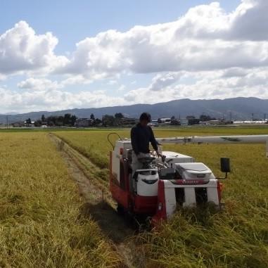お米 白米 20kg コシヒカリ 令和7年産 2025年産 石川県白山市産 栽培期間中農薬不使用_2