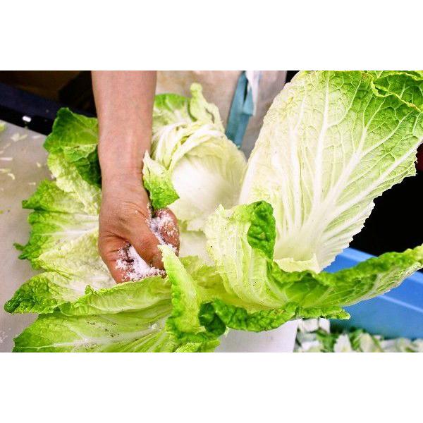 白菜キムチ 株漬け ポギ 辛さ控えめ 5００ｇ お試し1個限定 手作りキムチ専門店 フルーツキムチ 新鮮 発送日に製造完成 白菜 はくさい |  | 01