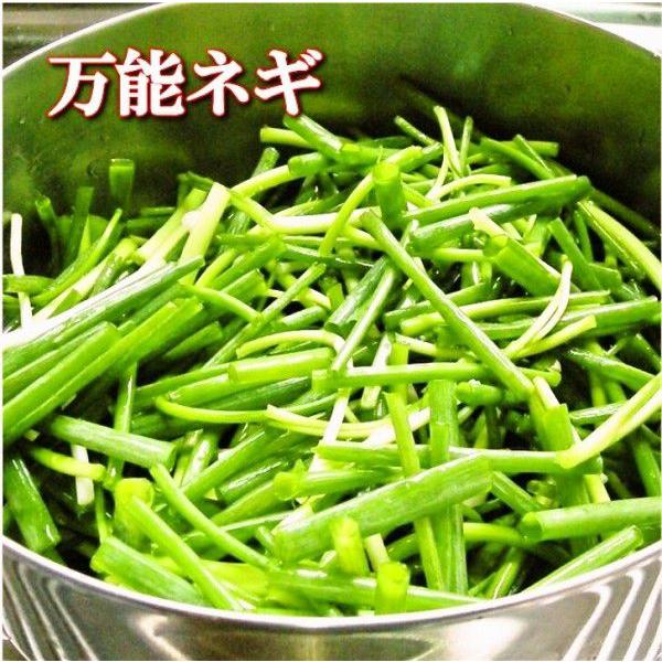 ネギキムチ 葱キムチ ★おまけ付き 博多の万能ねぎキムチ 500g 手作りキムチ専門店 フルーツキムチ ねぎキムチ  博多の万能ねぎのみ使用 新鮮 発送日に製造完成 |  | 02