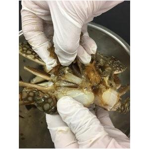 ケジャン カニ カンジャンケジャン 醤油ケジャン 無添加商品 700ｇ前後 今なら割引 送料無料 （丸ごと２匹入り 卵の有無の確認無し）渡りカニ 蟹 雌カニ使用 |  | 03