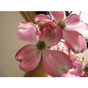 予約販売品 乗用玩具 Fg ハナミズキ 苗木 ジュニアミス ピンク 接木ポット苗 花ミズキ シンボルツリー Www Threeriversofs Com