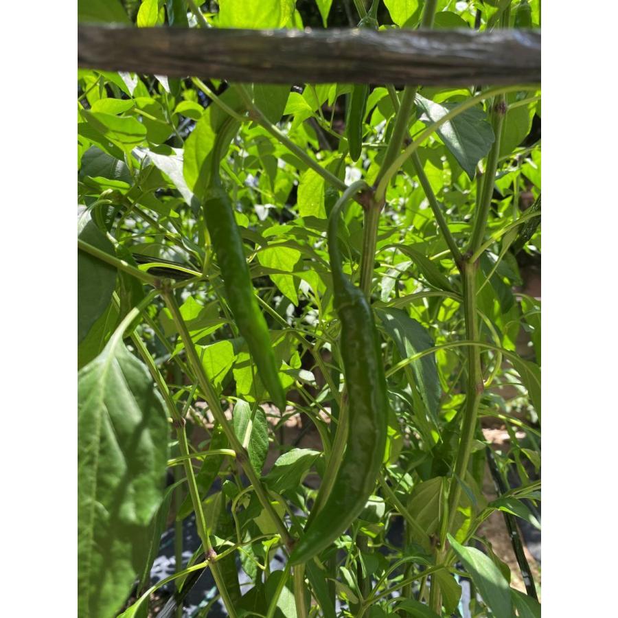 日本未発売 即納 韓国激辛唐辛子 苗 朝鮮南蛮唐辛子 10本セット 韓国とうがらし 激辛 青唐辛子 青唐辛子苗 Aynaelda Com