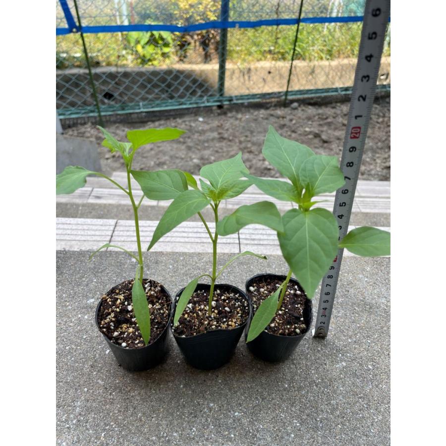 くらしを楽しむアイテム 即納 韓国激辛唐辛子 苗 朝鮮南蛮唐辛子 10本セット 韓国とうがらし 激辛 青唐辛子 青唐辛子苗 Aynaelda Com