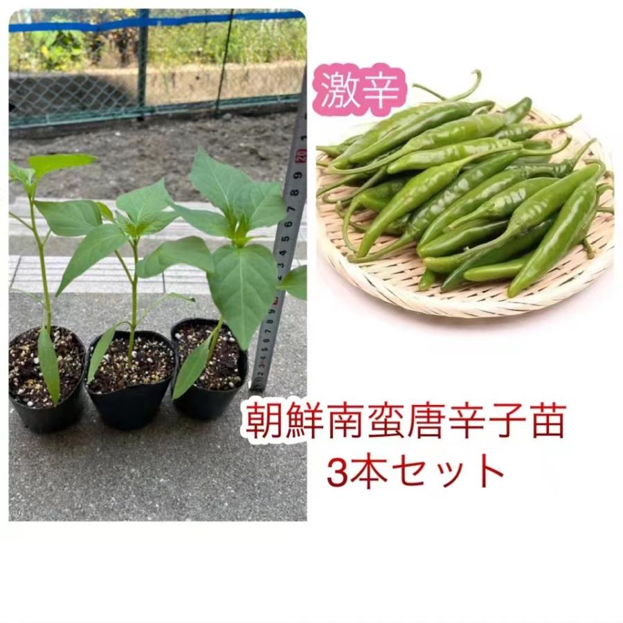 トレンド 即納 韓国激辛唐辛子 朝鮮南蛮唐辛子 苗 3本セット 韓国とうがらし 激辛 青唐辛子 青唐辛子苗 Aynaelda Com