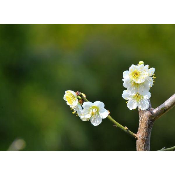 ａ３サイズ 写真のみ タイトル 春の匂い