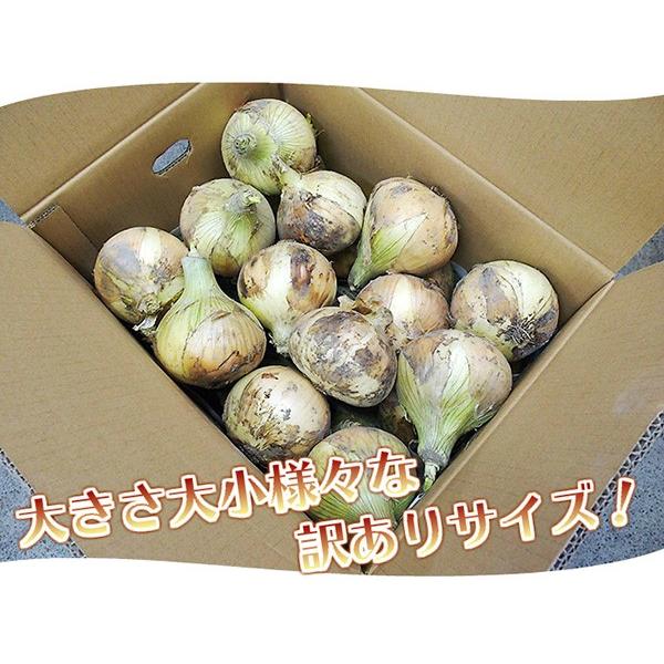 新たまねぎ ご家庭用 5kg サイズ不揃い 和歌山県産 訳あり 送料無料(北海道、沖縄県、東北地方除く) 玉ねぎ 玉葱｜siosaiy｜02