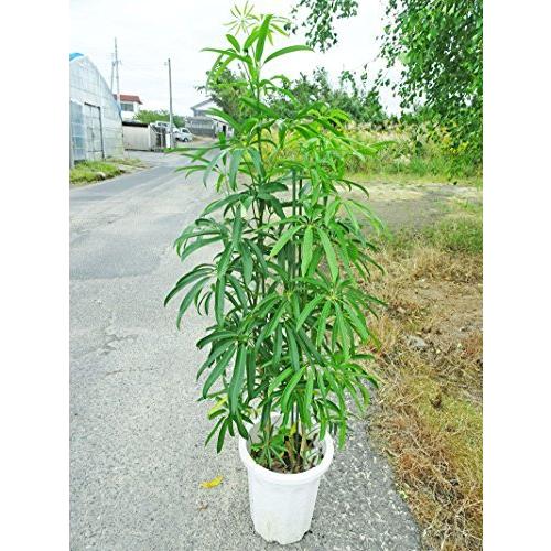 稀少160cm前後シェフレラアンガスティフォリア160cm前後鉢プランターシルスタ半日陰 耐陰性がa B076j9x8cl 2621 稀少10号プラ鉢a B076j9x8cl 2621