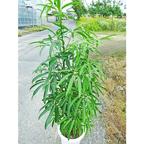 稀少 シェフレラ アンガスティフォリア 10号プラ鉢 花 ガーデニング 160cm前後 鉢 プランター A B076j9x8cl 2621 10号プラ鉢 シルスタ