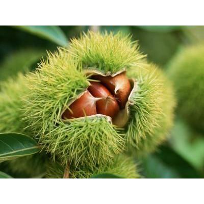 笠間の栗 箱詰 約2.5〜3.0kg | 