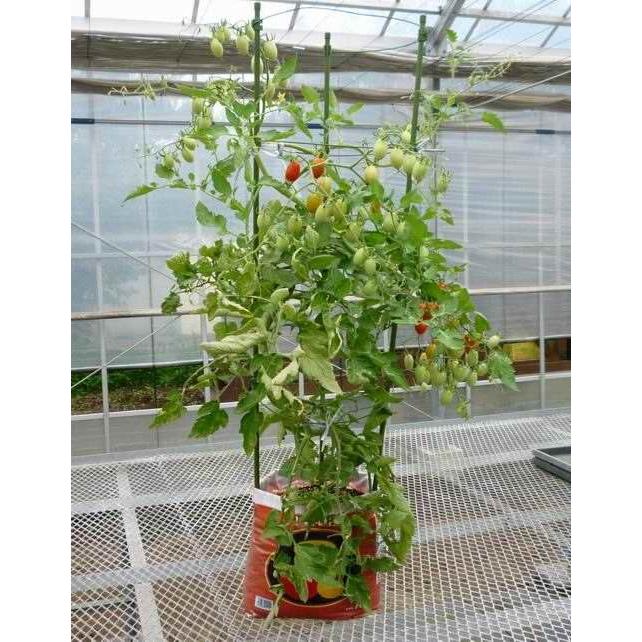 トマトの土　家庭菜園　自家栽培　エコバッグ　トマトの土　15L　袋で育てるシリーズ｜sk-online｜02