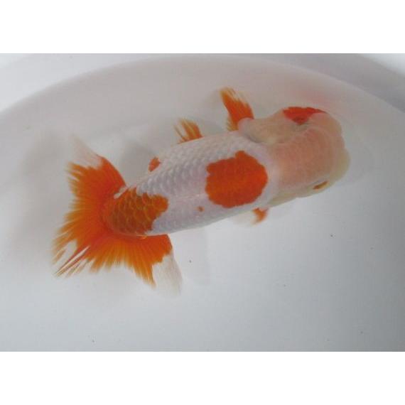 金魚 らんちゅう １4ｃｍ 更紗 １4ｃｍ オス オス 観賞魚生体 1fa 16 らんちゅうショップ大福 一点