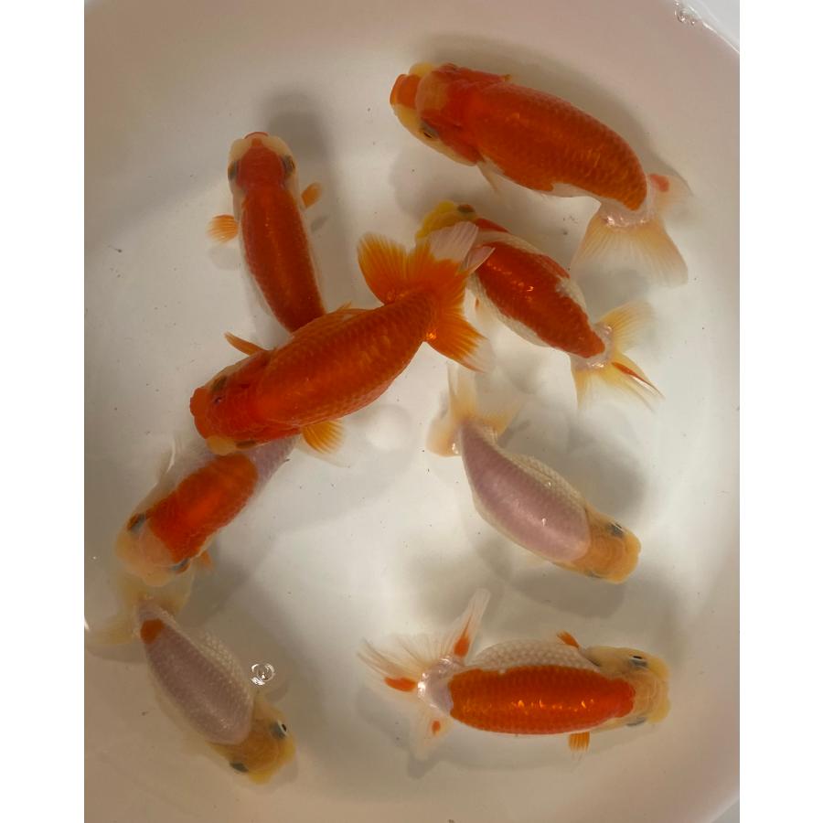 金魚）らんちゅう 5匹セット 8cm〜11cm : らんちゅうショップ大福 