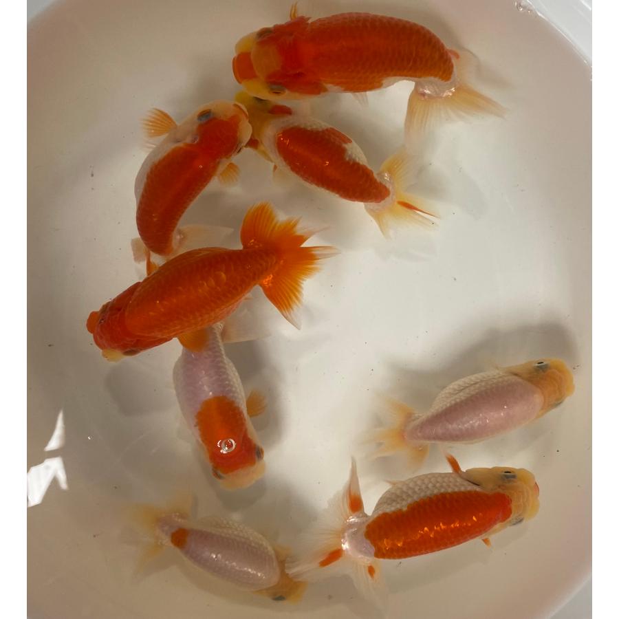 金魚アイテム各種 金魚）らんちゅう 5匹セット 8cm〜11cm : らんちゅうショップ大福