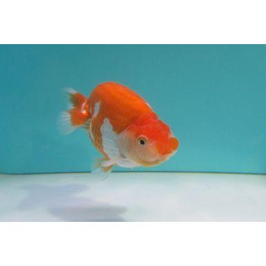 金魚 らんちゅう オス 一点物 更紗 １2ｃｍ かわいい 更紗