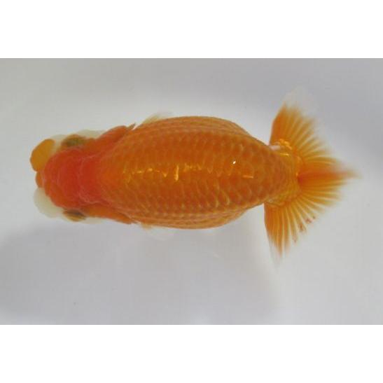 金魚 当歳 らんちゅう 更紗 １1ｃｍ メスタイプ 一点物 Hashimoto Or Jp